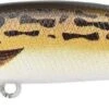 Leurre Duo Spearhead Ryuki 70 S BROWN GOBIE