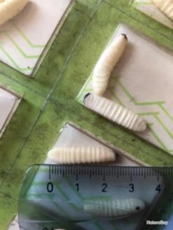 Twist 20 Vers De Bois Imitation Leurre Pêche Collection Ancien -Pêcheur Malin Promos Boutique 00003 20 vers de bois imitation leurre peche collection ancien