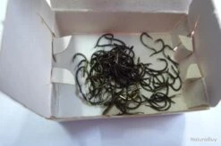 Hameçons 14 MUSTAD 530 Lot 500 Ha -Pêcheur Malin Promos Boutique 00003 Hamecons MUSTAD 530 lot 500 ha